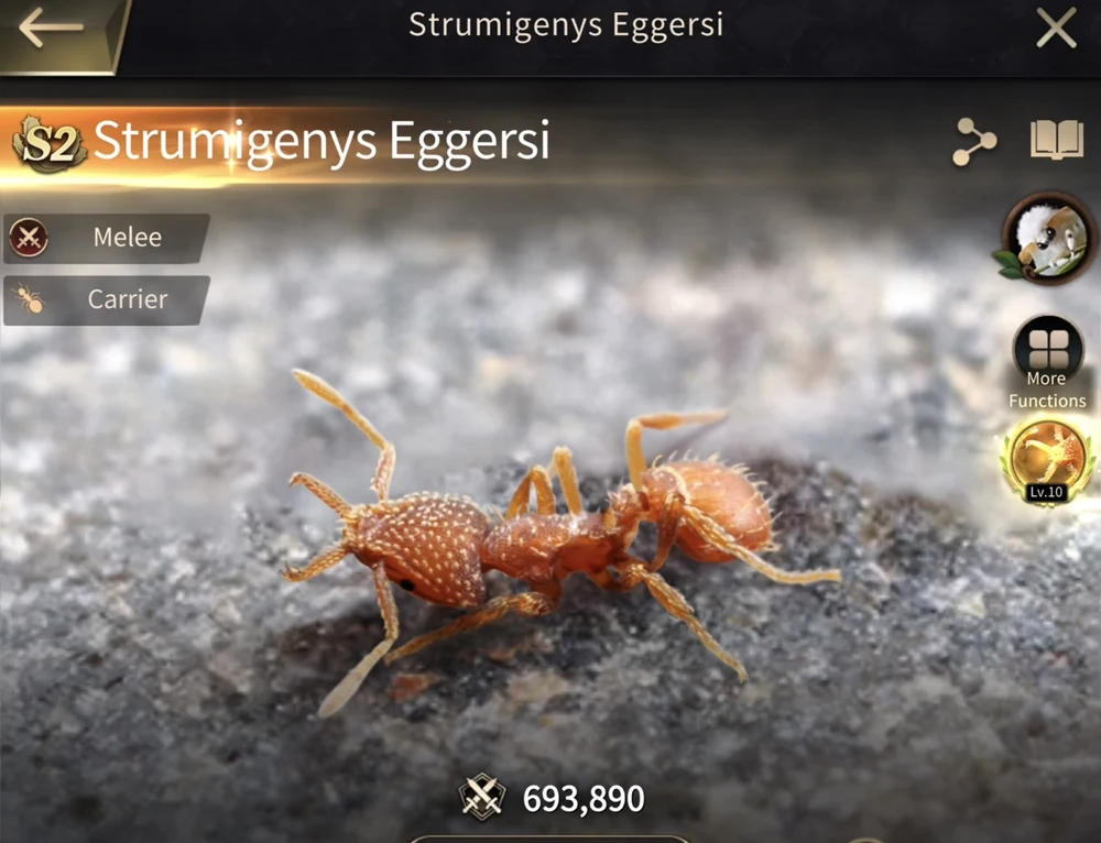 Strumigenys Eggersi verified in-game profile image