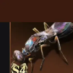 Rainbow Wings